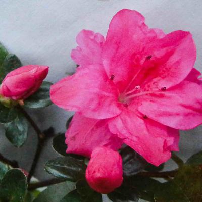 Rhododendron molle subsp. japonicum (rood) - 