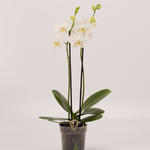 Phalaenopsis 'Tropic Snow' - 