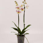 Phalaenopsis 'Spottion' - 