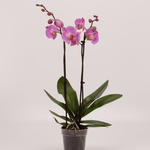 Phalaenopsis 'Babylon' - 