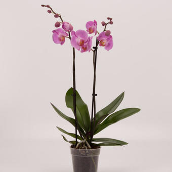 Phalaenopsis 'Babylon'