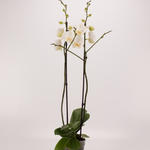 Phalaenopsis 'Ikaria' - 