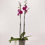Phalaenopsis 'Attraction' - 