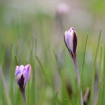 Crocus minimus 'Spring Beauty' - 