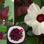 Hibiscus sabdariffa - Roselle (Pflanze)