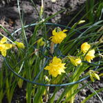 Narcissus x odorus 'Plenus' - 