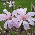 Magnolia x loebneri 'Leonard Messel' - Magnolia loebneri 'Leonard Messel'