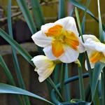Narcissus 'Tricollet' - 