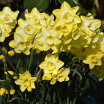 Narcissus 'Regeneration' - 