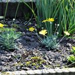 Argyranthemum frutescens - 