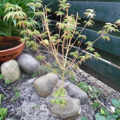 Acer palmatum 'Bi-hoo' - 