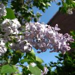 Syringa vulgaris (lila) - Gemeiner Flieder