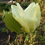 Magnolia denudata 'Yellow River' - 