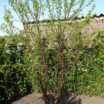 Prunus serrula - Mahagoni-Kirsche