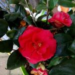 Camellia japonica 'Lady Campbell' - 