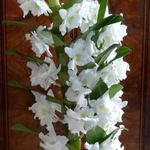 Dendrobium nobile - 