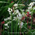 Hyacinthoides hispanica 'Alba' - 
