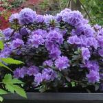 Rhododendron 'Ramapo' - 