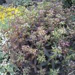 Euphorbia dulcis 'Chameleon' - 