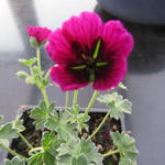 Geranium cinereum 'Jolly Jewel Purple' - Geranium cinereum 'Jolly Jewel Purple'