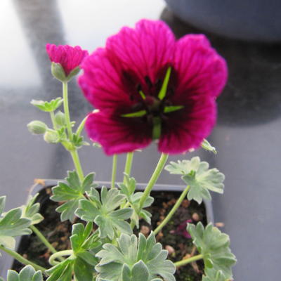 Geranium cinereum 'Jolly Jewel Purple' - 