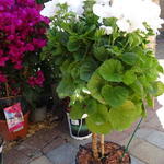 Pelargonium grandiflorum 'Jasmin' - 