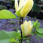 Magnolia denudata 'Yellow River' - 
