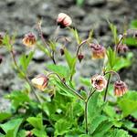 Geum 'CENSATION Two Tone Pearl' - Geum 'CENSATION Two Tone Pearl' - 