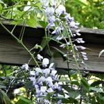 Wisteria floribunda 'Eranthema' - 