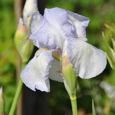 Iris germanica 'English Cottage' - 