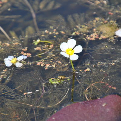 Ranunculus aquatilis - Gewöhnlicher Wasserhahnenfuß - Ranunculus aquatilis