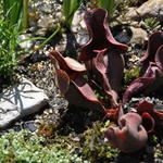 Sarracenia purpurea - 