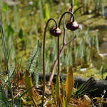 Sarracenia alata - Blasse Schlauchpflanze