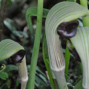 Arisaema ringens