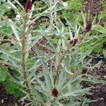 Francoa sonchifolia 'Rogerson's Form' - 