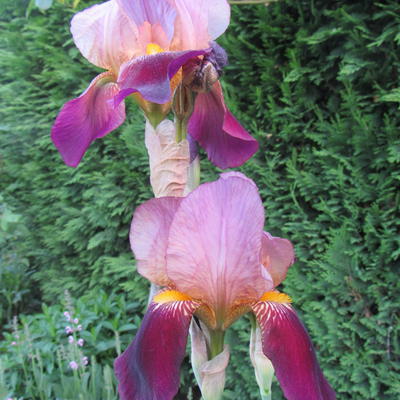 Iris germanica 'Cimarron Strips' - 