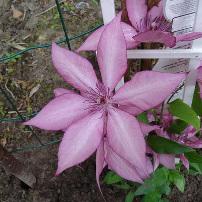 Clematis 'Giselle' - Clematis 'Giselle'