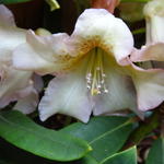 Rhododendron 'Elsie Straver' - Rhododendron 'Elsie Straver' - 