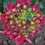 Hydrangea macrophylla 'MAGICAL Ruby tuesday' - 