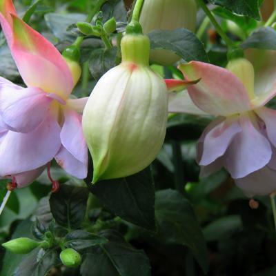Fuchsia 'Holly's Beauty' - 