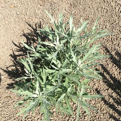 Artemisia ludoviciana 'Valerie Finnis' - Artemisia ludoviciana 'Valerie Finnis'
