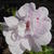 Pelargonium 'Cotta Lilac Queen'