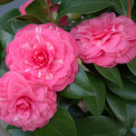 Camellia japonica 'April Rose' - 