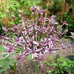 Allium 'Spider' - 