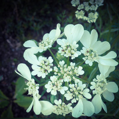 Orlaya grandiflora - 
