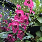 Angelonia angustifolia 'ANGELMIST Rose Dark' - 