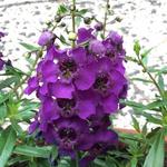 Angelonia angustifolia ‘ARCHANGEL Dark Purple’ - Angelonia angustifolia ‘ARCHANGEL Dark Purple’ - 