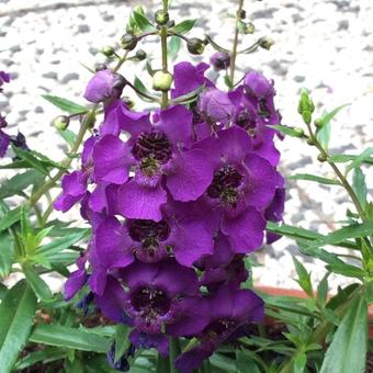 Angelonia angustifolia ‘ARCHANGEL Dark Purple’