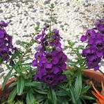 Angelonia angustifolia ‘ARCHANGEL Dark Purple’ - 