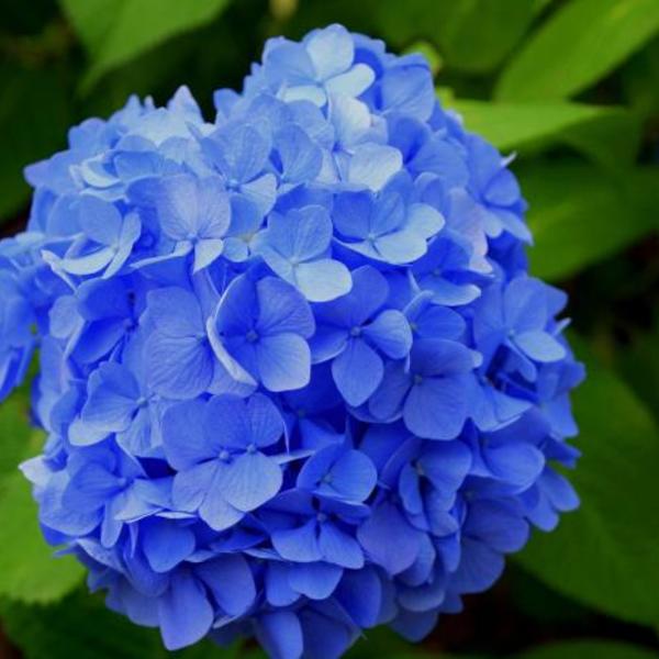 Hauteur 25-35cm Hydrangea macrophylla BLUE BOOGIEWOOGIE pot Ø 23cm Fleurs bleues Plante Vivace Hortensia 